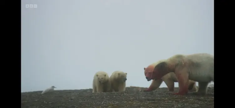 Polar bear (Ursus maritimus) as shown in Frozen Planet II - Frozen Ocean